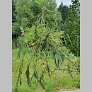 znalezisko 20220813.12.22 - Quercus petraea ‘Insecata’; Arboretum Kostrzyca