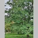 znalezisko 20220813.8.22 - Robinia pseudoacacia ‘Frisia’; Arboretum Kostrzyca