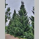 znalezisko 20220813.5.22 - Picea omorika (świerk serbski); Arboretum Kostrzyca
