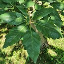 Quercus petraea Muscaviensis