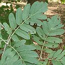 Sorbus mougeotti (jarząb górski)