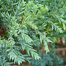 Juniperus sabina Tamariscifolia