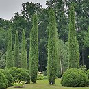 Juniperus communis Columnaris
