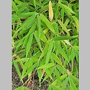 znalezisko 20220823.7.22 - Fargesia murielae (bambus parasolowaty); Ogród Botaniczny PAN w Powsinie