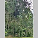 znalezisko 20220823.10.22 - Picea abies ‘Virgata’; Ogród Botaniczny PAN w Powsinie