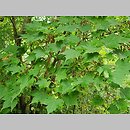 znalezisko 20220823.16.22 - Acer micranthum; Ogród Botaniczny PAN w Powsinie