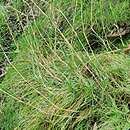 Arenaria procera ssp. procera (piaskowiec trawiasty)