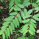 Apocynum venetum ssp. lancifolium (kendyr lancetowaty)