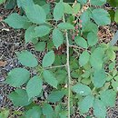Rubus wimmerianus (jeżyna Wimmera)