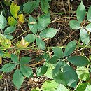 Rubus angustipaniculatus (jeżyna rombolistna)