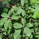 Rubus schnedleri (jeżyna Schnedlera)
