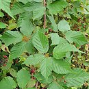 Rubus sulcatus (jeżyna bruzdowana)