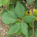 Rubus peripragensis (jeżyna praska)