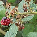 Rubus dasyphyllus