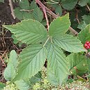 Rubus prissanicus (jeżyna pyrzycka)