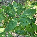 Quercus petraea Mespilifolia