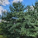 Pinus parviflora Tempelhof
