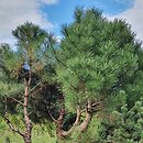 Pinus aristata Glauca