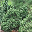 Pinus mugo Allgau