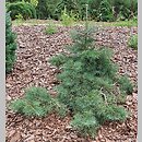 Abies concolor Dables Weeping