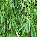 Fargesia robusta (fargezja olbrzymia)