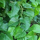 Morus latifolia ‘Spirata’ (morwa szerokolistna 'Spirata')
