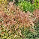 Miscanthus sinensis Red Cloud