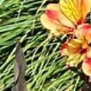 Alstroemeria aurea Indian Summer Tesronto