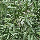 Agathis australis (agatis nowozelandzki)