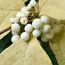 Callicarpa japonica Leucocarpa