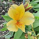 Alstroemeria aurea Colorita Lisa Zaprilisa