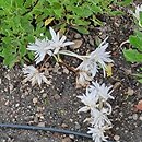 Colchicum autumnale The Giant