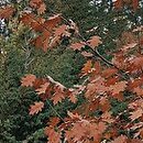 Quercus rubra Aurea