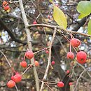 Malus ×scheideckeri