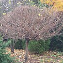 Catalpa bignonioides Nana