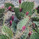 Opuntia phaeacantha Rubra