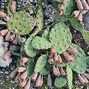 Opuntia cespitosa