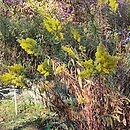 Solidago speciosa (nawłoć okazała)