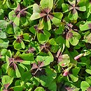 Oxalis tetraphylla Iron Cross