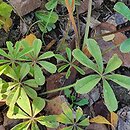 Oxalis lasiandra (szczawik lasianra)