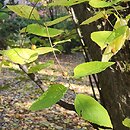 Celtis tournefortii (wiązowiec tourneforta)