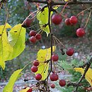 Malus ×zumi Calocarpa