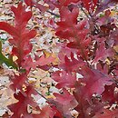 Quercus ×bimundorum Crimson Spire