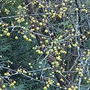 Malus Wintergold