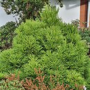 Cryptomeria japonica Little Champion