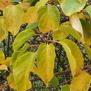 Actinidia callosa (aktinidia himalajska)
