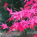 Acer palmatum Ôsakazuki