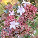 Abelia ×grandiflora Minaud