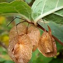 Dipelta ventricosa (dwutarczka brzuchata)