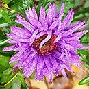 Symphyotrichum novi-belgii Purple Dome